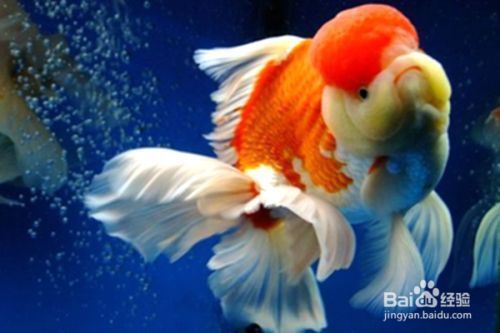 雷龍魚白毛怎么治，雷龍魚白毛預防措施