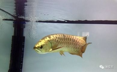 龍魚有點(diǎn)燒尾是怎么了回事：關(guān)于龍魚燒尾的具體原因和處理方法 龍魚有點(diǎn)燒尾是怎么了回事：關(guān)于龍魚燒尾的具體原因和處理方法 龍魚百科 第4張