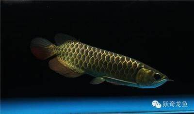李亞四金龍魚怎么樣：新加坡金龍魚繁殖場（李亞四漁場）生產的李亞四漁場