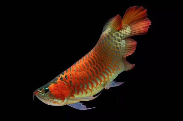 龍魚的狀態(tài)怎樣分別，如何判斷龍魚狀態(tài)