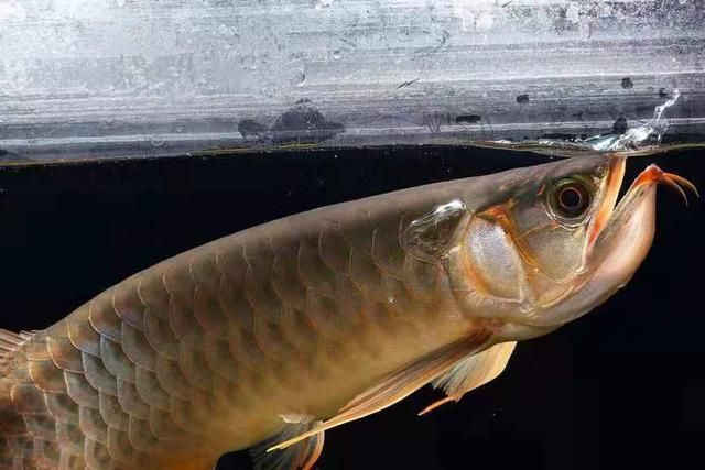 龍魚疾病大全視頻：龍魚疾病大全視頻提供了全面的龍魚健康問題和解決方案 龍魚疾病大全視頻：龍魚疾病大全視頻提供了全面的龍魚健康問題和解決方案 龍魚百科 第4張