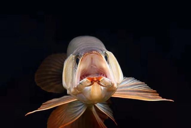 龍魚疾病大全視頻：龍魚疾病大全視頻提供了全面的龍魚健康問題和解決方案 龍魚疾病大全視頻：龍魚疾病大全視頻提供了全面的龍魚健康問題和解決方案 龍魚百科 第3張