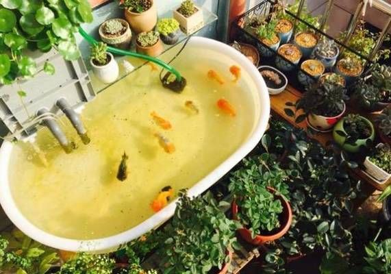 金龍魚趴缸底要換水嗎：當金龍魚出現趴缸現象時，是否需要換水并不絕對，需要根據具體原因來決定 金龍魚趴缸底要換水嗎：當金龍魚出現趴缸現象時，是否需要換水并不絕對，需要根據具體原因來決定 龍魚百科 第2張