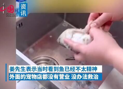 河北小伙吃金龍魚是真的嗎嗎