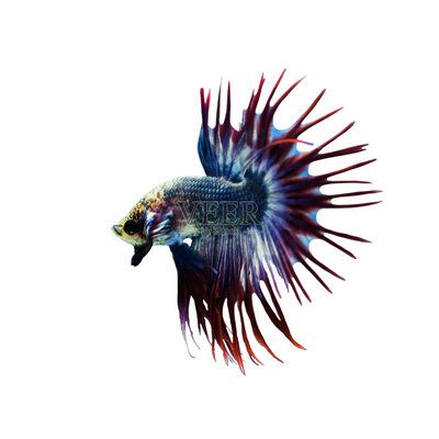 金龍魚長多大開始上色快：金龍魚的發色過程是一個相對漫長的過程其發色速度