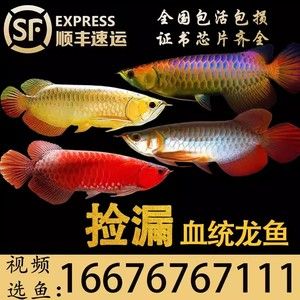 龍魚芯片查詢網址(如何查詢龍魚芯片) 龍魚百科 第5張 龍魚芯片查詢網址(如何查詢龍魚芯片) 龍魚芯片查詢網址(如何查詢龍魚芯片) 龍魚百科 第5張