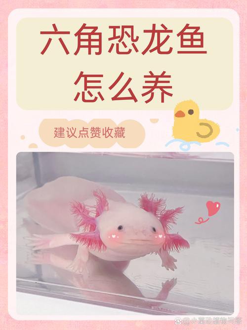 小恐龍魚圖片欣賞