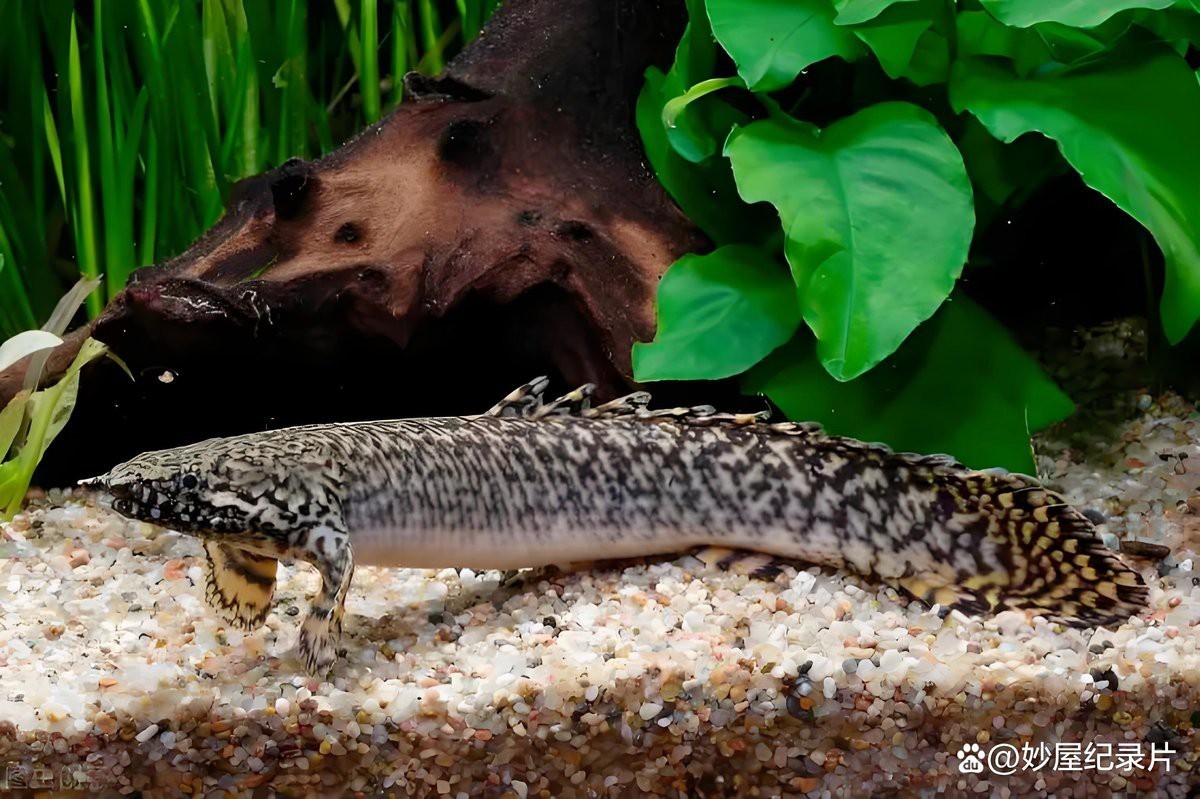 小恐龍魚圖片欣賞