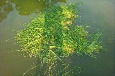 龍魚喂食草魚苗的可能性:龍魚喂食草魚苗的可能性:龍魚喂草魚苗可以嗎, 龍魚百科 第2張 龍魚喂食草魚苗的可能性:龍魚喂食草魚苗的可能性:龍魚喂草魚苗可以嗎, 龍魚喂食草魚苗的可能性:龍魚喂食草魚苗的可能性:龍魚喂草魚苗可以嗎, 龍魚百科 第2張