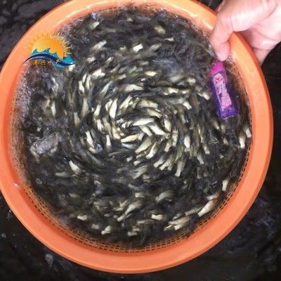 龍魚喂食草魚苗的可能性：龍魚喂食草魚苗的可能性：龍魚喂草魚苗可以嗎， 龍魚喂食草魚苗的可能性：龍魚喂食草魚苗的可能性：龍魚喂草魚苗可以嗎， 龍魚百科 第3張