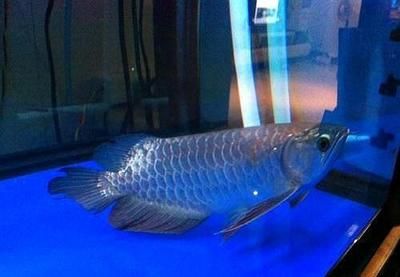 龍魚最低溫度是多少度：成年龍魚可以適應最低溫度大約在24-26℃左右