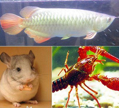 為什么龍魚貴了就死了很多：為什么龍魚價格昂貴？