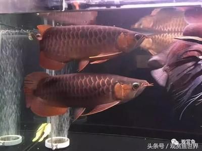 白玉紅龍魚苗在全黑缸里怎么辦呢（紅龍魚苗營養搭配指南）