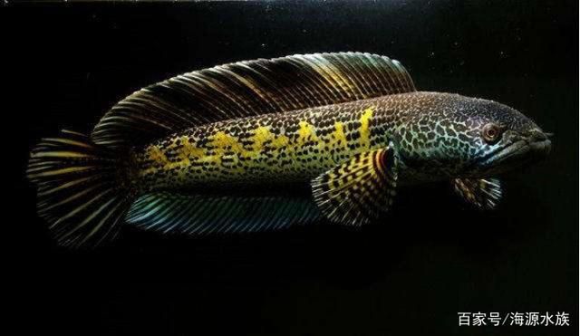 黃金眼鏡蛇雷龍魚苗一天喂多少（黃金眼鏡蛇雷龍魚苗喂養方法）