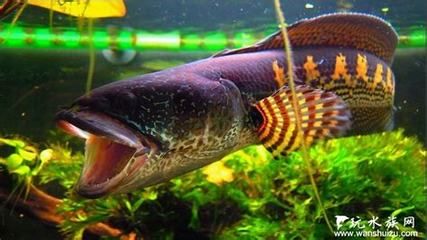 黃金眼鏡蛇雷龍魚苗一天喂多少（黃金眼鏡蛇雷龍魚苗喂養方法）