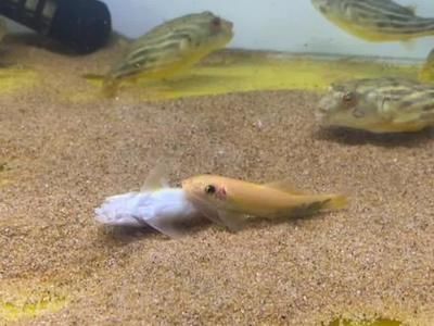 斑馬狗頭魚繁殖期餌料選擇：斑馬狗頭魚的繁殖期餌料選擇對于確保繁殖成功和仔魚健康成長至關(guān)重要