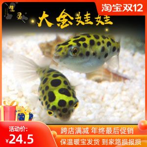 斑馬狗頭魚繁殖期餌料選擇：斑馬狗頭魚的繁殖期餌料選擇對于確保繁殖成功和仔魚健康成長至關(guān)重要