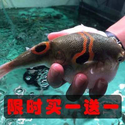 斑馬狗頭魚繁殖期餌料選擇：斑馬狗頭魚的繁殖期餌料選擇對于確保繁殖成功和仔魚健康成長至關(guān)重要