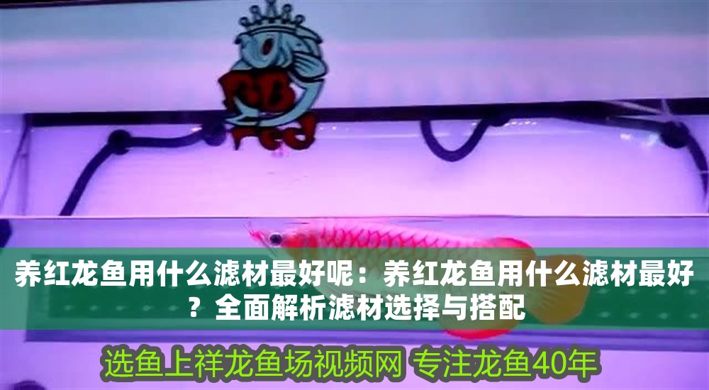 養紅龍魚用什么濾材最好呢：養紅龍魚用什么濾材最好？全面解析濾材選擇與搭配