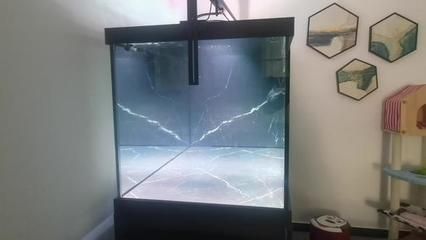 博士龍魚缸官網(wǎng),博士龍魚缸價格走勢 龍魚百科 第4張 博士龍魚缸官網(wǎng),博士龍魚缸價格走勢 博士龍魚缸官網(wǎng),博士龍魚缸價格走勢 龍魚百科 第4張