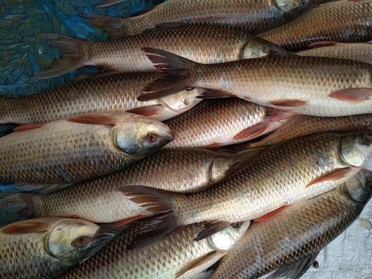 鞍山龍魚魚廠電話（鞍山龍魚魚廠怎么樣） 鞍山龍魚魚廠電話（鞍山龍魚魚廠怎么樣） 龍魚百科 第1張