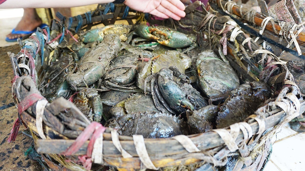 金龍魚銷售渠道 金龍魚銷售渠道 龍魚百科
