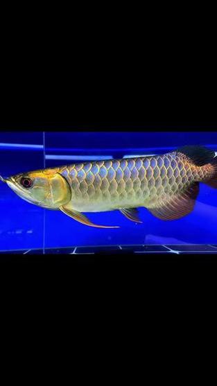 20公分的金龍魚怎么看過背的圖片