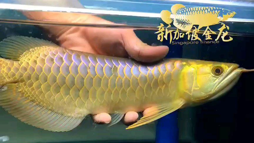 20公分的金龍魚怎么看過背的圖片
