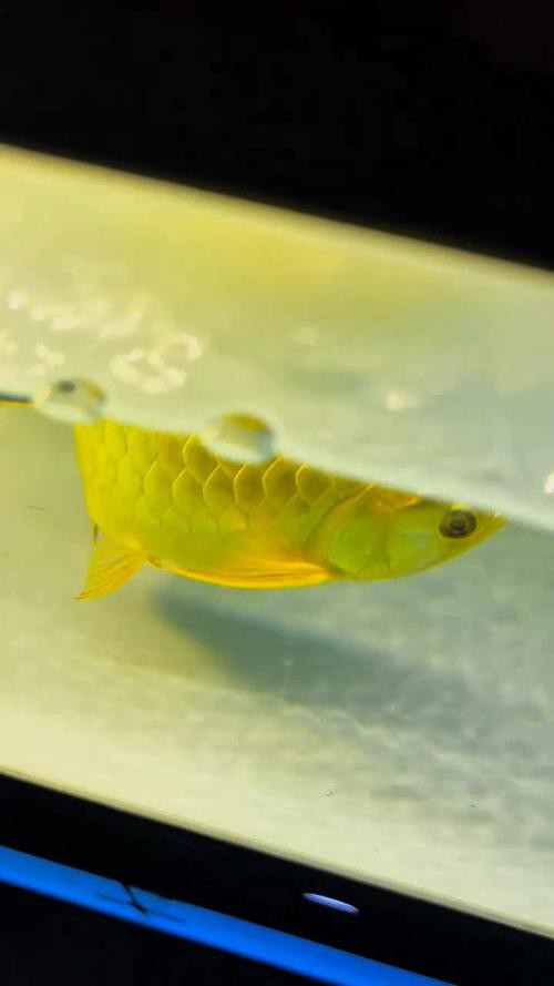 20公分的金龍魚怎么看過背的圖片