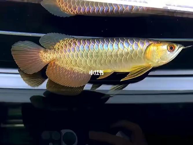 20公分的金龍魚怎么看過背的圖片