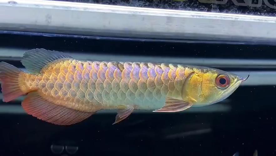 20公分的金龍魚怎么看過背的圖片