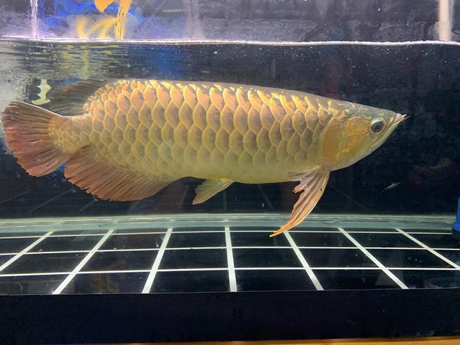 20公分的金龍魚怎么看過背的圖片