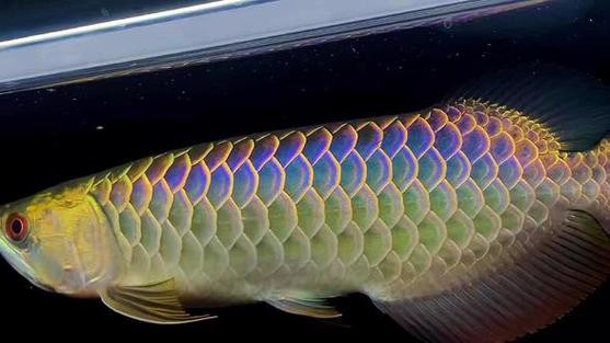 20公分的金龍魚怎么看過背的圖片