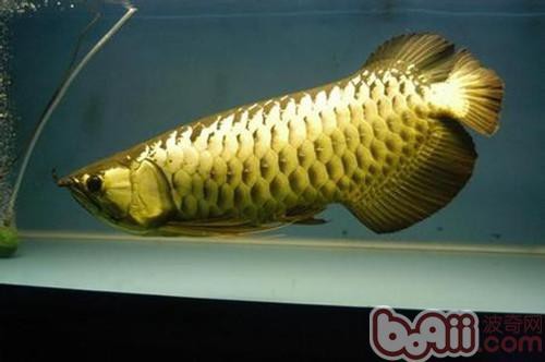 20公分的金龍魚怎么看過背的圖片