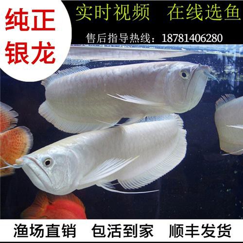 大銀龍魚的市場價格是多少？