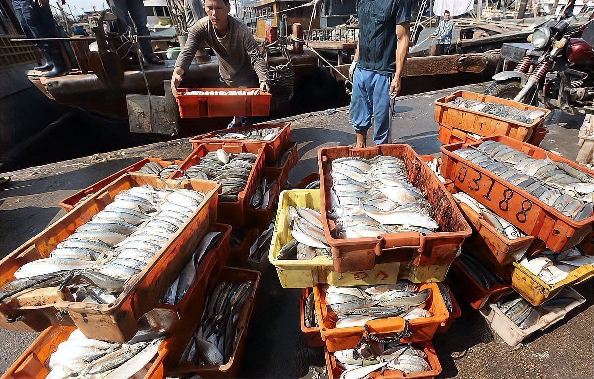 金龍魚苗的運輸存活率如何