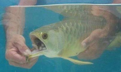 龍魚把嘴撞壞了怎么處理：龍魚嘴撞傷了會死嗎