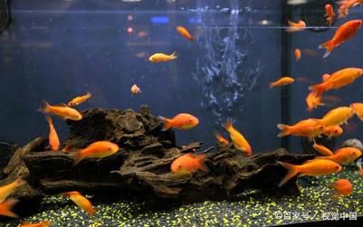 白子招財龍魚飼養條件：白子招財龍魚的飼養方法