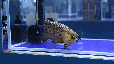 怎樣查龍魚的證書號碼 怎樣查龍魚的證書號碼 龍魚百科 第10張