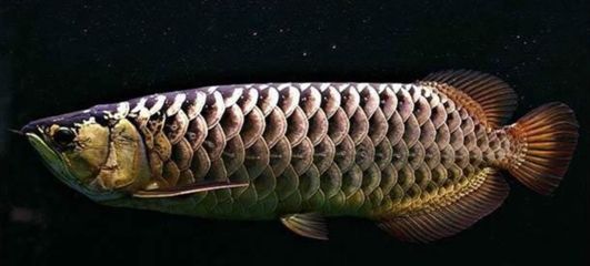 金龍魚體型都有什么樣的魚：金龍魚和金龍魚的區別