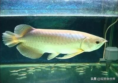 龍魚側游什么樣子好看：龍魚游姿的標準
