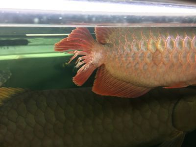 龍魚(yú)尾巴裂了條縫能長(zhǎng)好嗎怎么治：如何判斷龍魚(yú)尾巴裂口嚴(yán)重程度