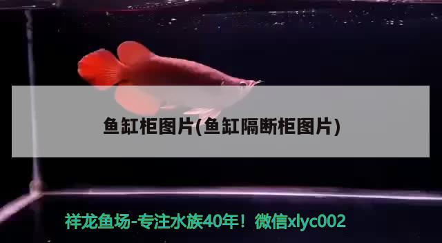 錦州濱海新區(qū)大軍觀賞魚養(yǎng)殖廠（錦州濱海新區(qū)大軍觀賞魚養(yǎng)殖廠電話）