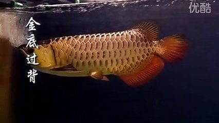 龍魚01:飼養龍魚需要提供合理的環境、合理的飲食和良好的健康管理 龍魚百科 第4張 龍魚01:飼養龍魚需要提供合理的環境、合理的飲食和良好的健康管理 龍魚01:飼養龍魚需要提供合理的環境、合理的飲食和良好的健康管理 龍魚百科 第4張