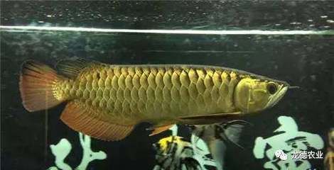 怎么能讓龍魚胃口變大：如何判斷龍魚健康狀況，龍魚適宜的水質管理，提高龍魚免疫力的方法