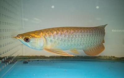 怎么能讓龍魚胃口變大：如何判斷龍魚健康狀況，龍魚適宜的水質管理，提高龍魚免疫力的方法