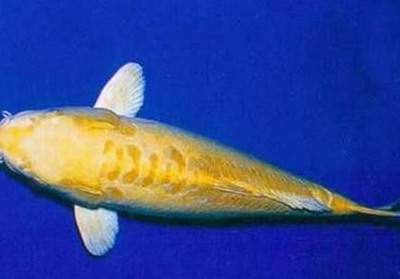 武漢魚缸定制在哪里做的最好（ 武漢魚缸批發市場在哪里） 武漢魚缸定制在哪里做的最好（ 武漢魚缸批發市場在哪里） 速倍妥魚糧魚藥 第2張