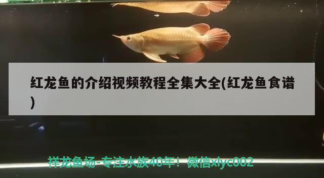 水族館豐富多樣的展覽環境保護與可持續發展（臨汾堯都區雙隆水族館：探索海洋奇觀的絕佳去處水族館）