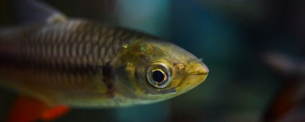 龍魚大戰黑魚的故事：龍魚大戰黑魚