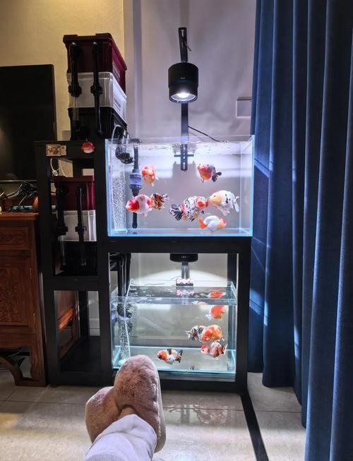 銀龍魚用藍(lán)白燈還是三基色燈好呢圖片